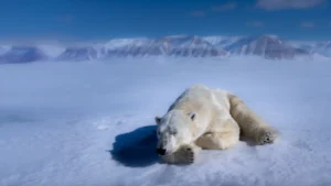 [001] Dulces sueños Pedro Martinez Cerezuela