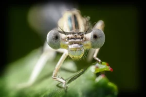 [002] Ojos de Caballito del diablo Tomás Martínez Hernando