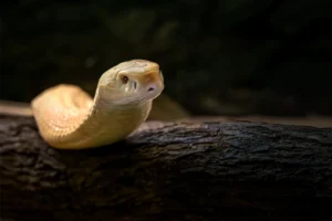 [004] Cobra de monóculo albina Alberto Dolz Civera