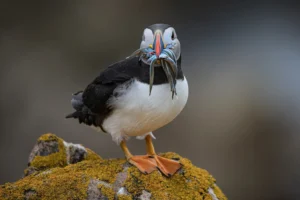 [006] Maestro de la pesca Salvador Parreu Frasquet