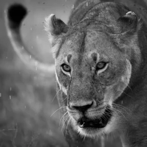 [010] Susurro Salvaje SARA ENRIQUEZ