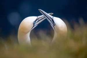 [012] El cortejo Agustin Ivañez Dols