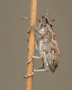 [014] Gorgojo Felipe Tregón