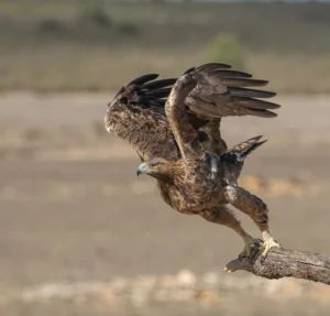 [015] Despegue Miguel Flor Hernández