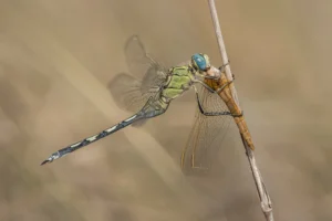 [017] Depredación Teodoro Martínez García