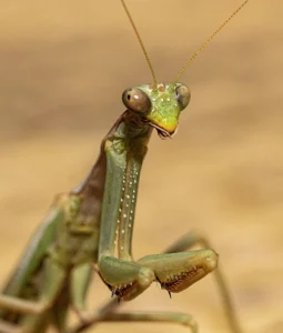 [018] Mantis Armando Jordá Vila