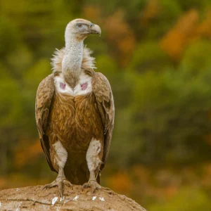[022] Buitre mirando julián Carazo