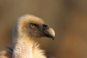 [031] Vulture Portrait Miguel Ángel Berbegal Vazquez