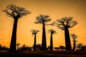 [035] Avenida Baobabs en Morondava Madagascar Vicente Roig Beltran