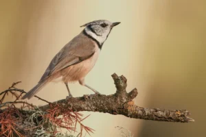 [038] El pequeño guardián del otoño Antonia Blasco Llorca