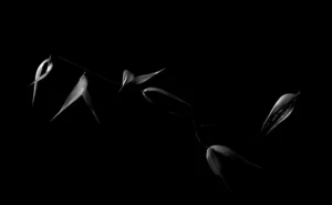 [039] avena jose sanchez