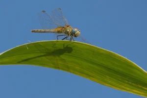 [040] La buena sombra JOSE MANUEL HERNANDEZ COMES