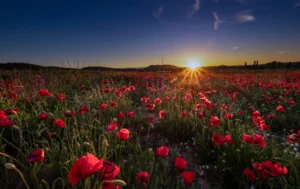 [041] Atardecer Carlos Martínez Guillamón