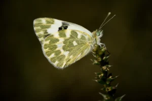 [042] Mariposa verdiblanca Eduardo Pascual Iborra