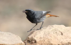 [055] colirrojo tizon Manuel Sempere Garcia