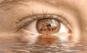 [070] Mirando a los cebracamellos José maría Cantó Cabrera