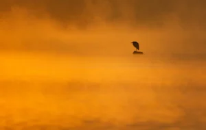 [077] El Vigilante crepuscular Tino Hernández Esterelles