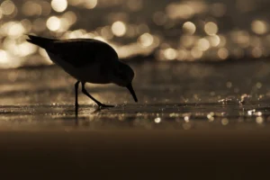 [087] Looking for luis navarro martinez