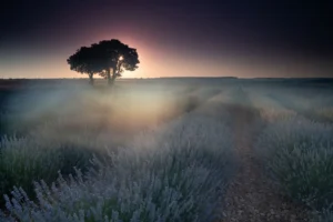 [089] Evanescencia Vicente Zaragozá Dolz