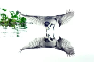 [100] Fotografiando Hadas Francisco Segarra Ortiz