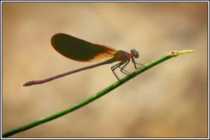 [113] Caballito del Monnegre 1 Pedro Olaya Ruano
