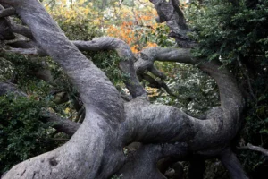 [114] CARRASCA JOSÉ TORMO BERZOSA