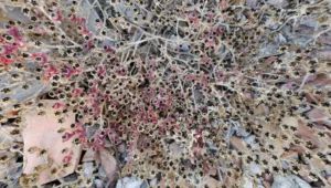 [134] ENREDAD0 Mari Carmen Martinez Ferrer