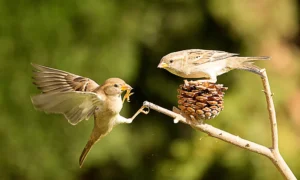 [157] Peleando PACO Perez Perez