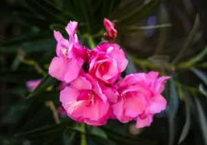 [159] Rosa de Navidad Martha Londoño