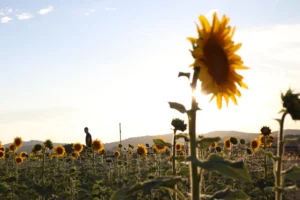 [162] La terreta Cristina Hueso Vidal